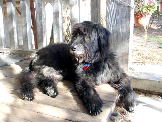 Walter lying on my porch